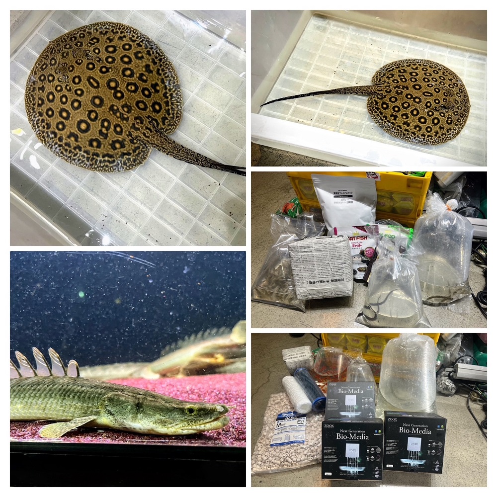 アクアショップしなの on X