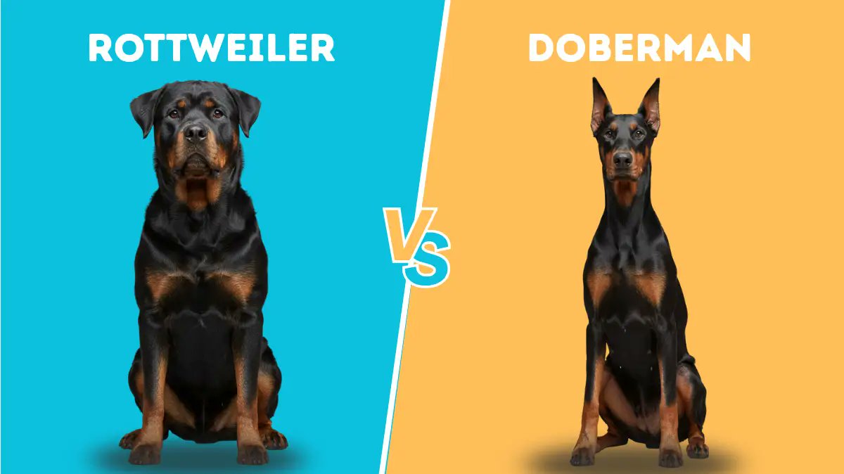 chienmagblog's tweet photo. Rottweiler or Doberman? 🤔
One's a stocky, steady guardian. The other's a sleek, high-energy athlete.
Both brilliant protectors — completely different dogs!
Full comparison: https://t.co/b0fCRzJI0F
#GuardianDogs https://t.co/SmQbTpWEpF