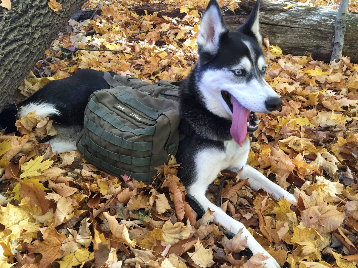 wilkolaak's tweet image. Luna and Coltie in Short Hills Provincial Park, Ontario Canada. November 3, 2015. Sadly both have passed away #dog #doggo #hiking #outdoorlife #canada #woof