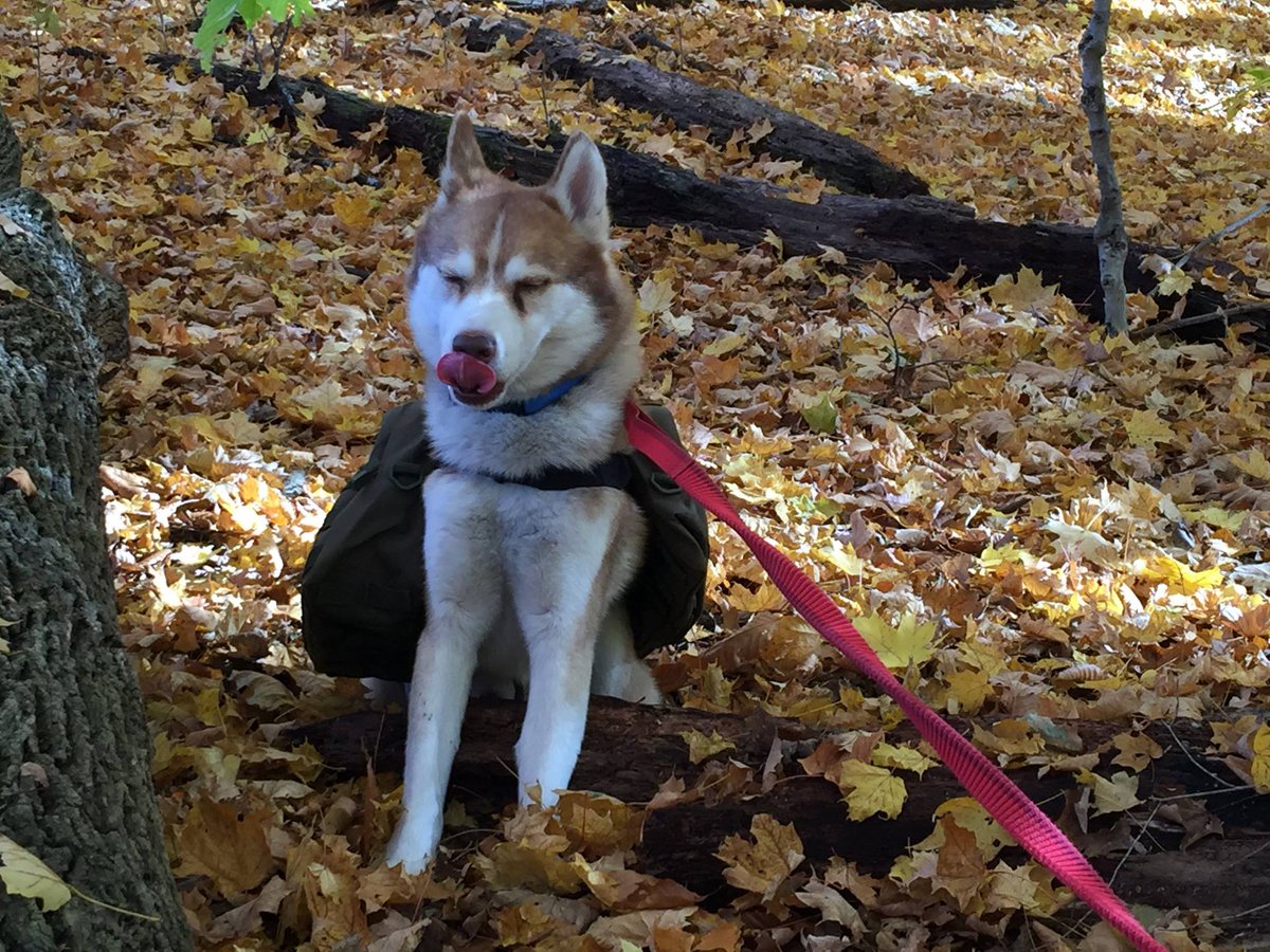 wilkolaak's tweet image. Luna and Coltie in Short Hills Provincial Park, Ontario Canada. November 3, 2015. Sadly both have passed away #dog #doggo #hiking #outdoorlife #canada #woof