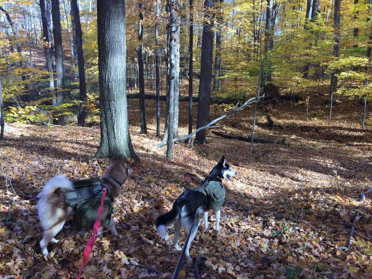 wilkolaak's tweet image. Luna and Coltie in Short Hills Provincial Park, Ontario Canada. November 3, 2015. Sadly both have passed away #dog #doggo #hiking #outdoorlife #canada #woof