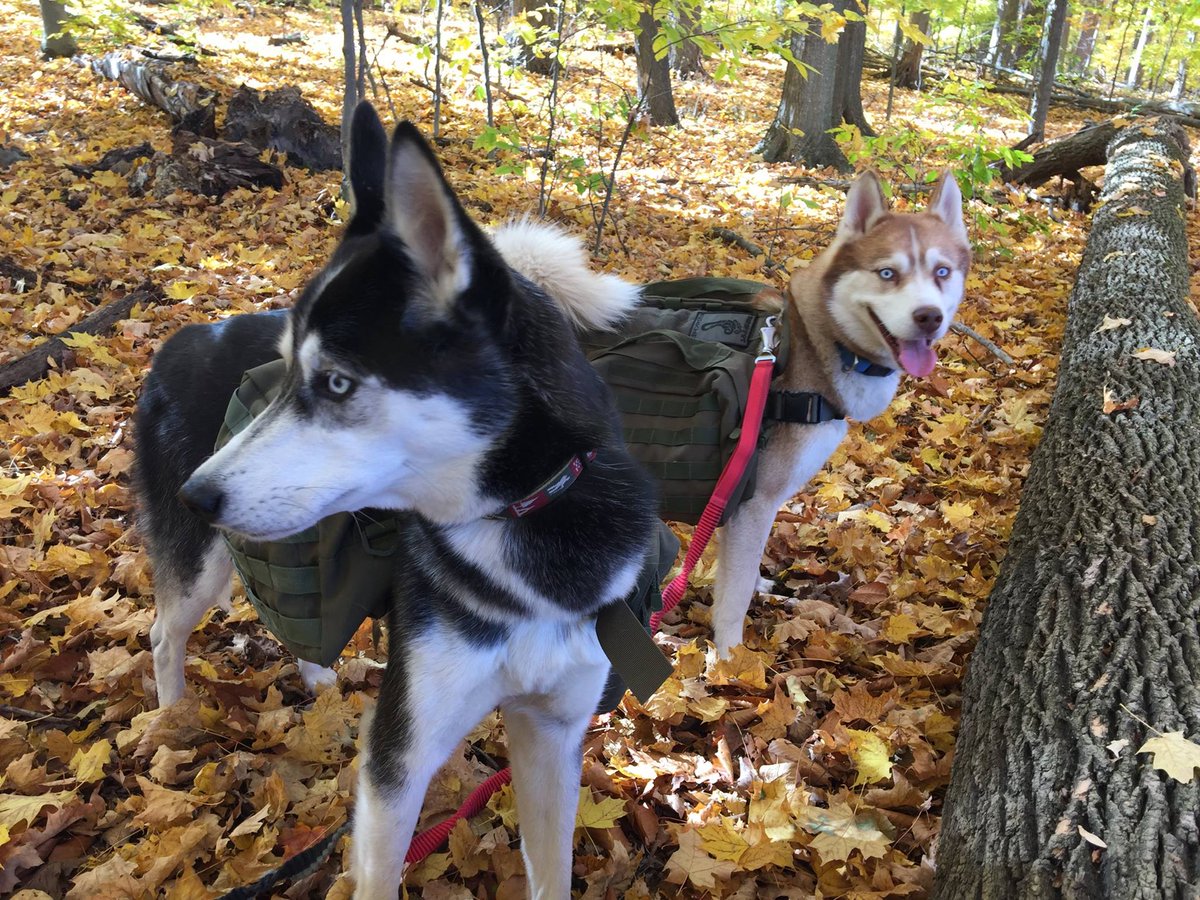 wilkolaak's tweet image. Luna and Coltie in Short Hills Provincial Park, Ontario Canada. November 3, 2015. Sadly both have passed away #dog #doggo #hiking #outdoorlife #canada #woof