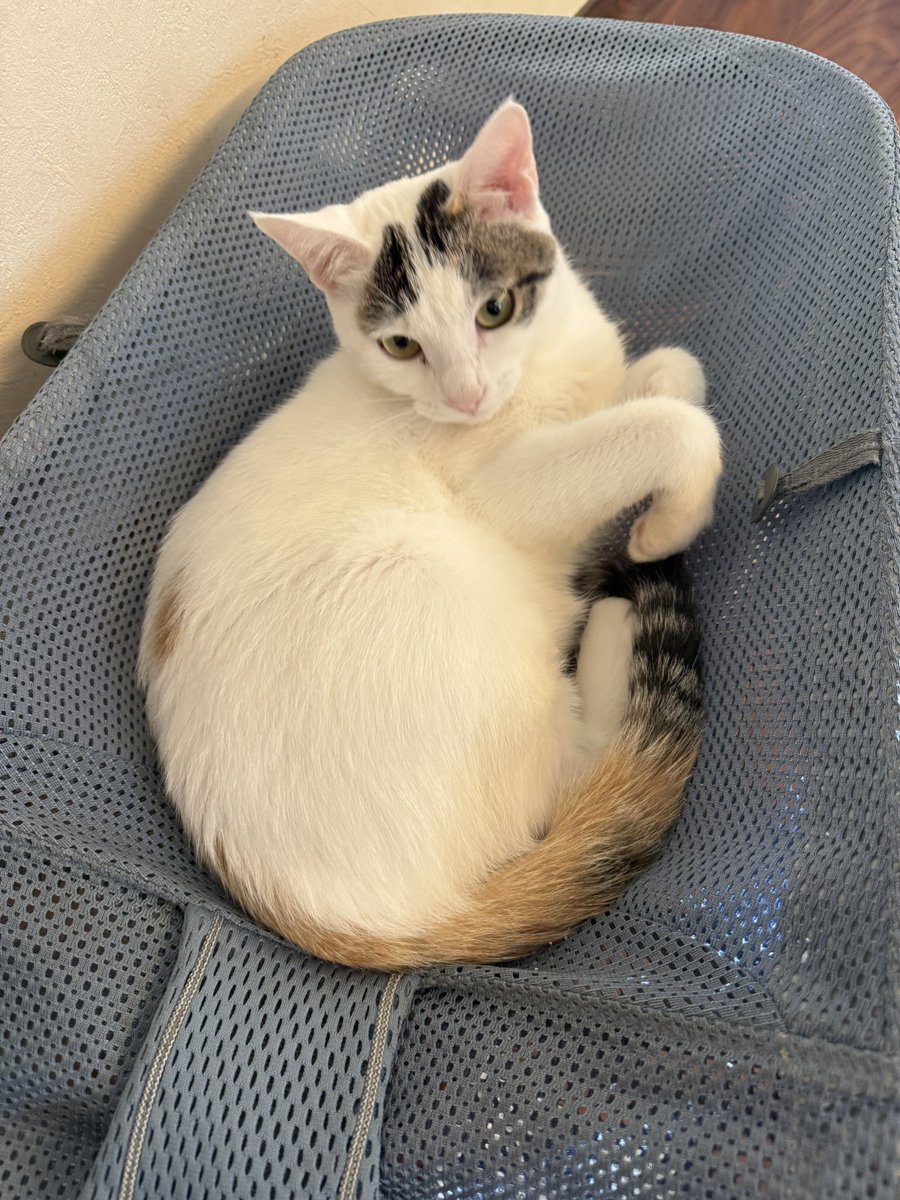 Gacci@Amiliyah🍙 tweet media