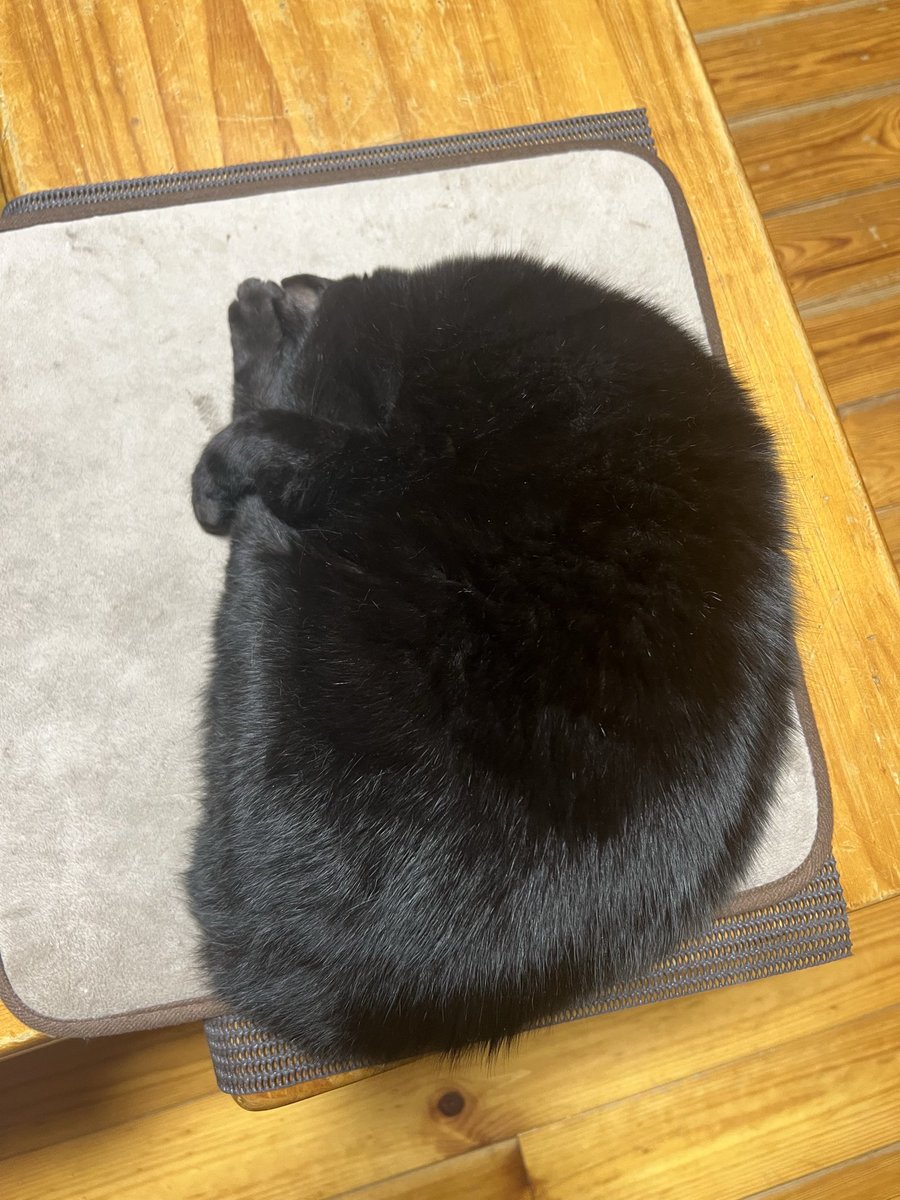 F2b84P's tweet photo. 今日の黒猫🐈‍⬛
#黒毛和猫
#黒猫 https://t.co/eL8qyH1yhG