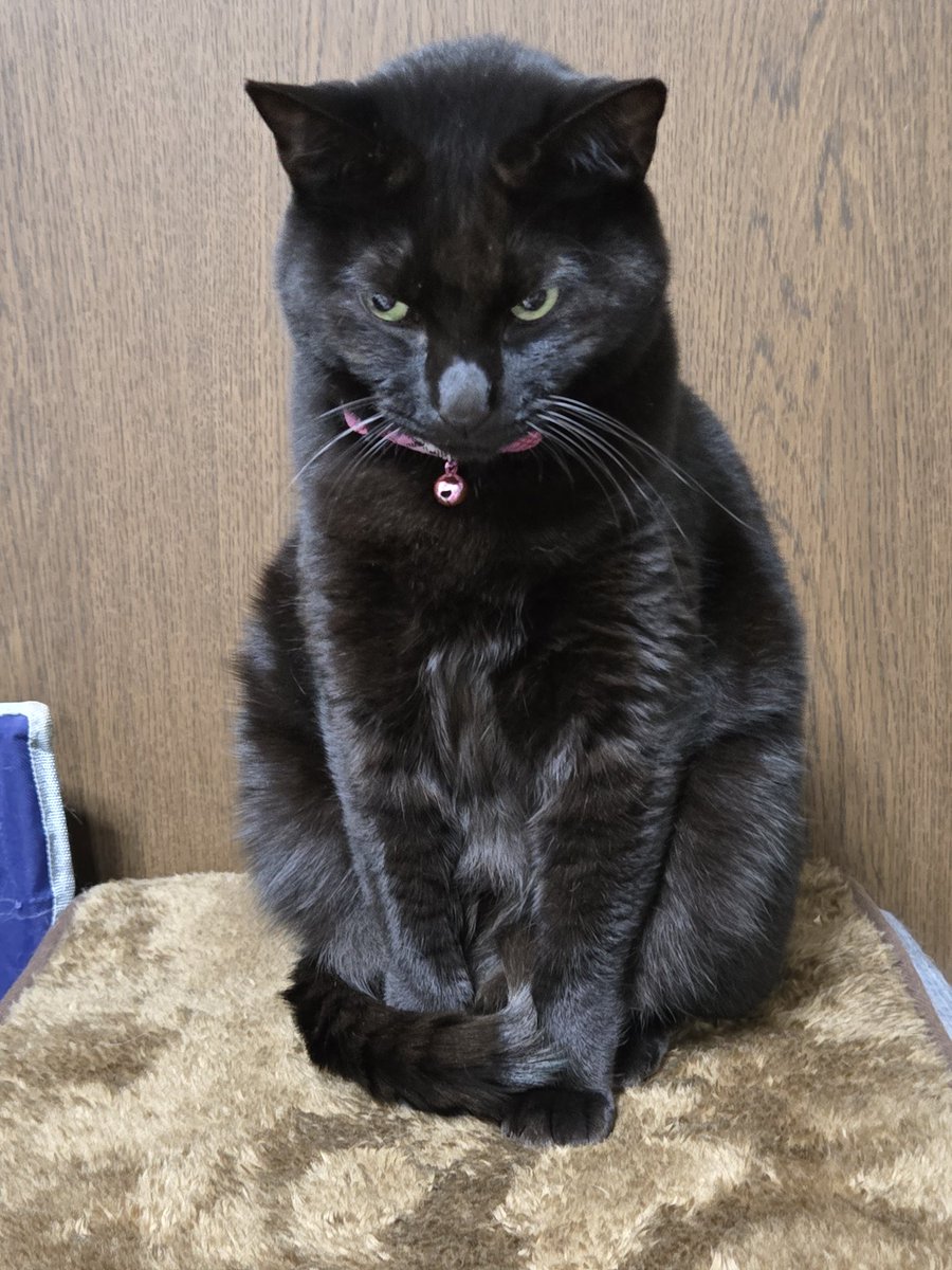 ネコ5 (@amkas25) / Posts / X