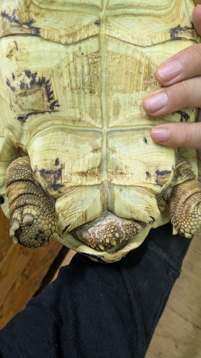 リオページ リオ | yoyospaceas