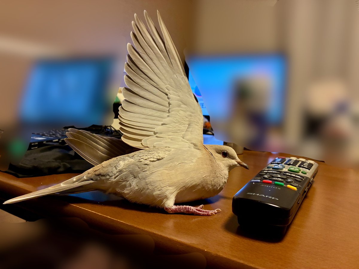 リモコンリラックス