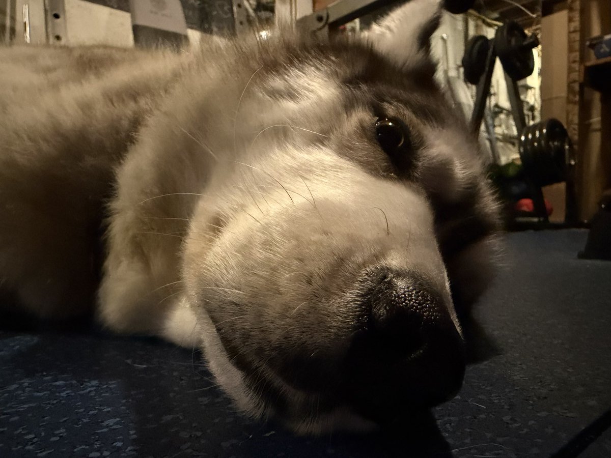 Coach was back today

Something about missing his pre workout nap

Got the work DONE