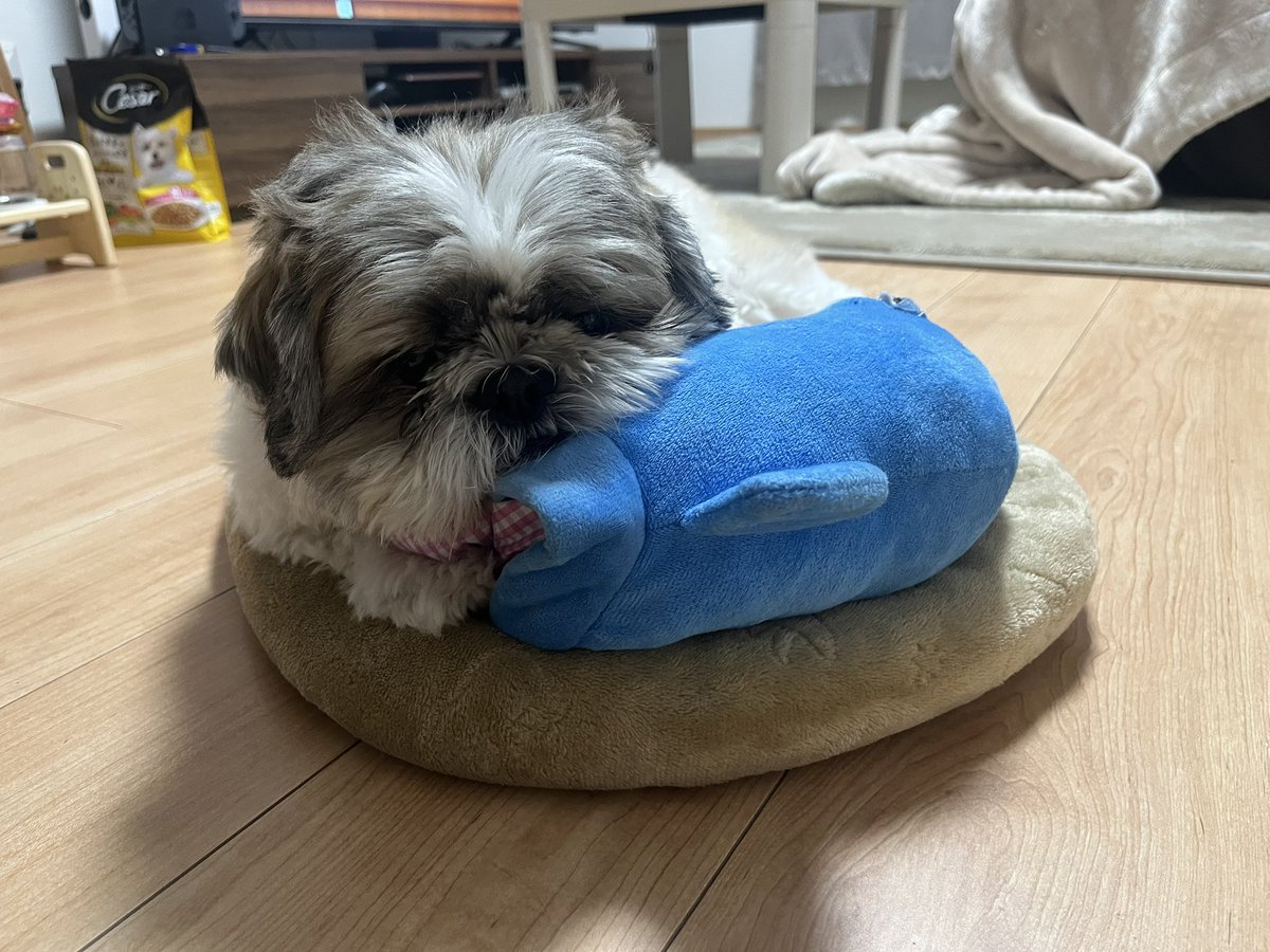 大きいシーズーたぬきち on X