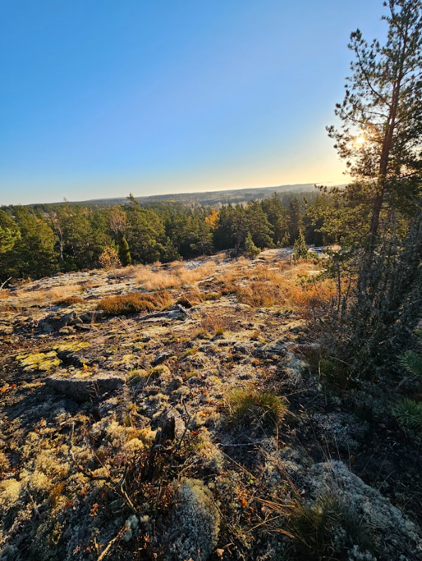 PertPe Suunnistus tweet media