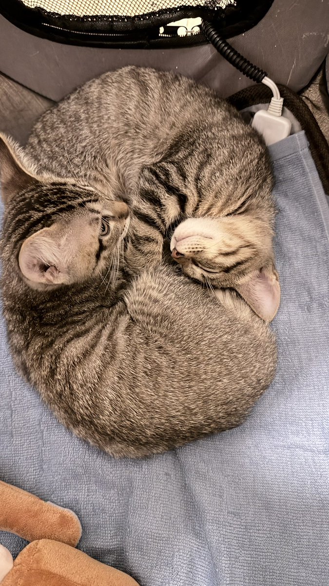 mimuBAR's tweet image. 可愛い😻
#ねこのいる暮らし
#多頭飼い