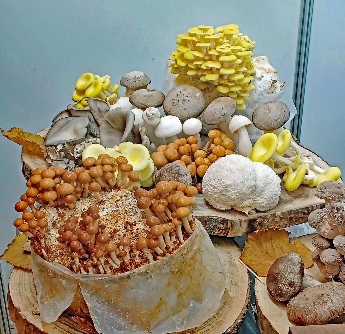 Cork And Kerry Food Festival Highlights Local Producers. New momentum in Mitchelstown’s food scene corkbilly.com/2025/11/cork-a… <a href="/CorkKerryFood/">Cork & Kerry Food Festival</a> <a href="/8degreesbrewing/">EightDegreesBrewing</a> <a href="/GalteeHoney/">Galtee Honey Farm</a> <a href="/wayward_irish/">Wayward Irish Spirits</a> <a href="/clondistillery/">ClonakiltyDistillery</a> <a href="/KinsaleMeadCo/">Kinsale Mead Co</a> <a href="/greensaffron/">Green Saffron</a> <a href="/ummera/">Ummera Smokehouse</a> <a href="/ShellfishDLM/">Shellfish Ireland</a> <a href="/SageProducts/">Sage Products</a> <a href="/GarryhinchMush/">Garryhinch Wood Exotic Mushrooms</a>