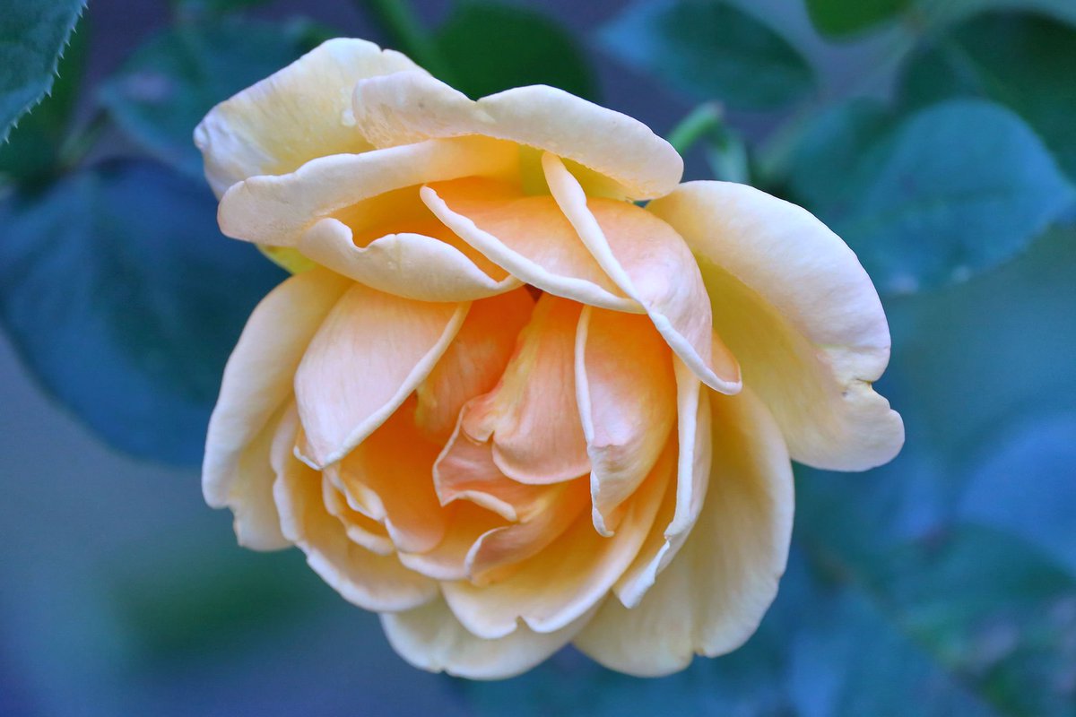 ひおうぎ📷 on X