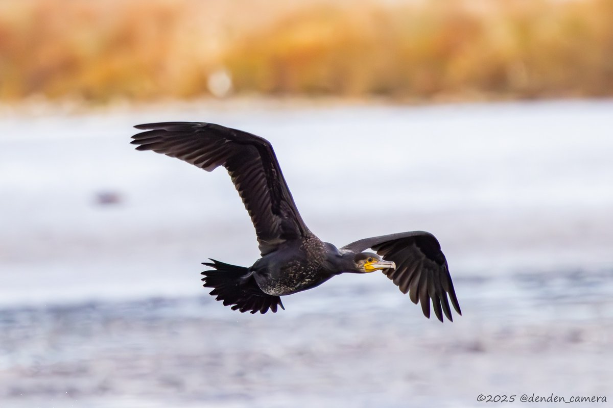 denden_camera's tweet photo. 久し振りの野鳥撮影🐦
酒匂川河口付近での探鳥でした。
ミサゴ・ホオジロは初めて撮影、雉も居たけど直ぐに茂みに隠れて撮れなかった😢 https://t.co/LfvfSoXL23