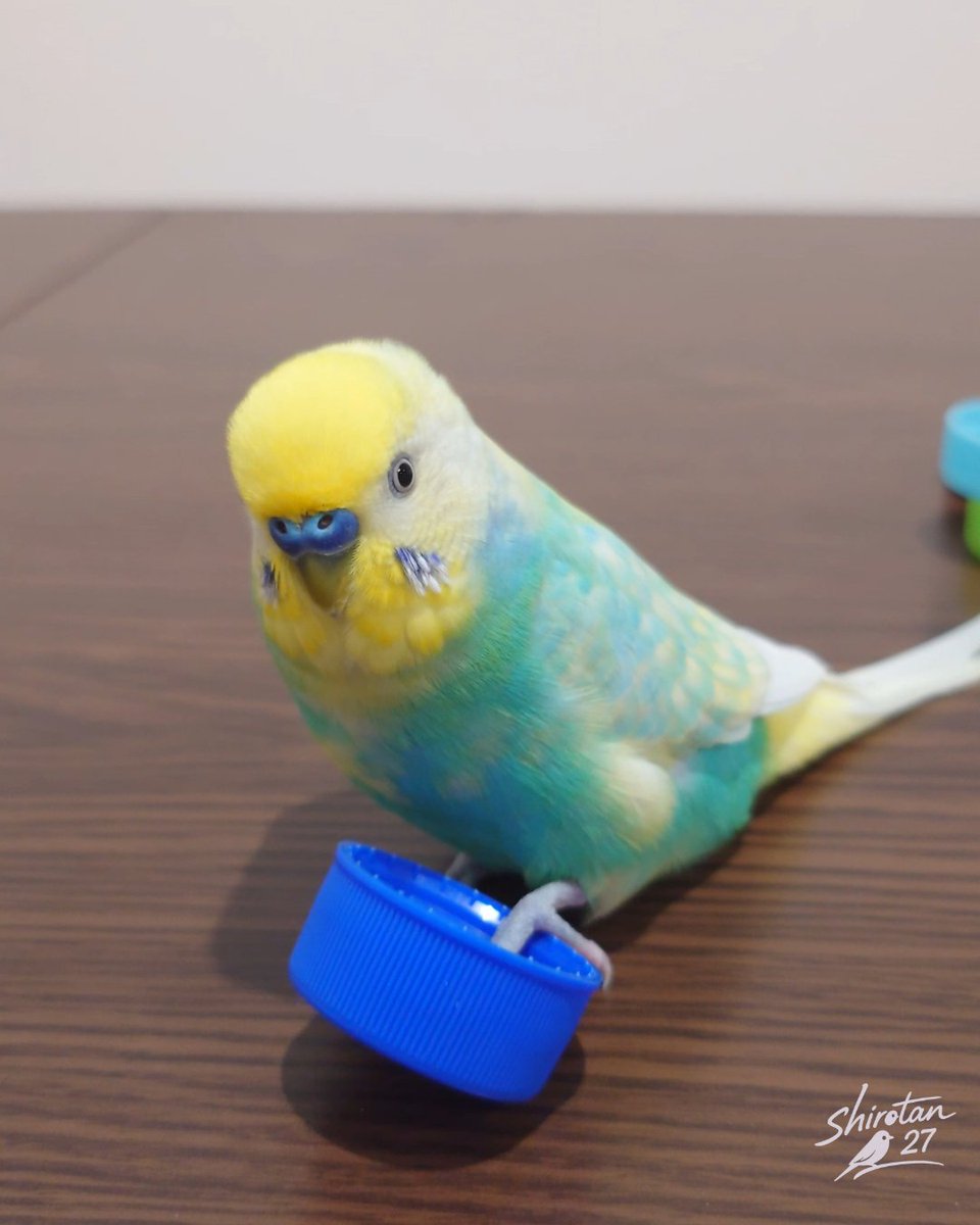 青いキャップが大好きなプリンちゃん🎵🎵🎵