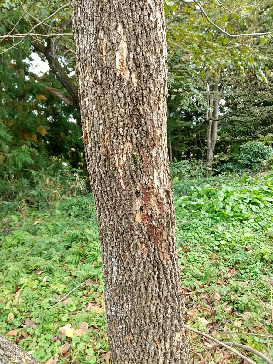 岩出山に柿もぎに行ってきた。裏の平柿は熊にやられてしまい…（4枚目。幹についた爪痕😰）
干し柿用を110個ほどいただき、義父に20個ほどあげ、残りを皮剥いて、熱湯消毒し、紐がけして、干しました。
約一ヶ月半くらいかなぁ…揉んだり、消毒したり…手間ひまかけて仕上げるっちゃ🤤