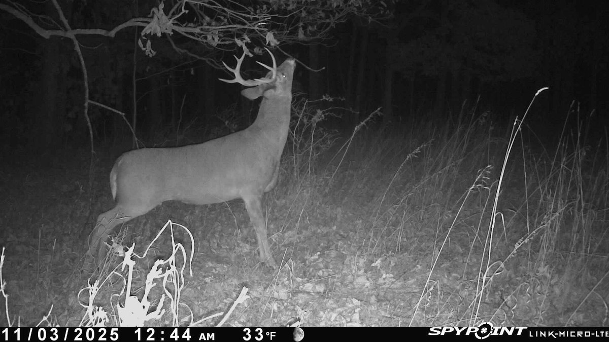 Greatlakesgirl_'s tweet image. The buck from two days ago. Same spot, about 100 yards from me. It’s go time! 🏹

#SPYPOINT