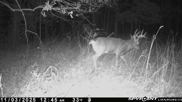 Greatlakesgirl_'s tweet image. The buck from two days ago. Same spot, about 100 yards from me. It’s go time! 🏹

#SPYPOINT