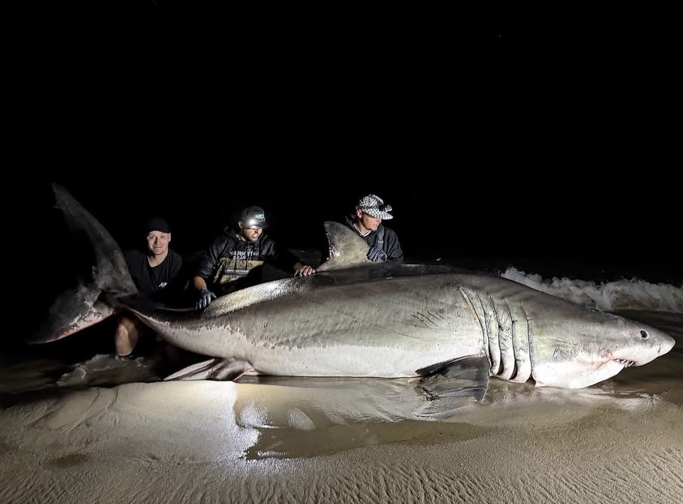 SPORTSMANchnl's tweet image. &quot;it always seems impossible ... until its done.&quot; - @lisharkmanofficial 

#ITSINOURBLOOD #outdoors #fish #fishing #shark #sharkfishing