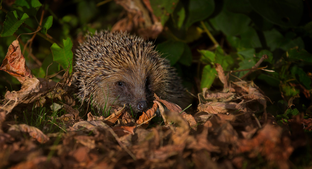 Watch out for hedgehogs on bonfire night! Follow these tips:

Keep your bonfire materials in a safe place.
Build the bonfire on the same day that you'll light it.
Place the bonfire on open ground.
Check the entire bonfire for hedgehogs before lighting it.

wildlifetrusts.org/actions/how-ch…