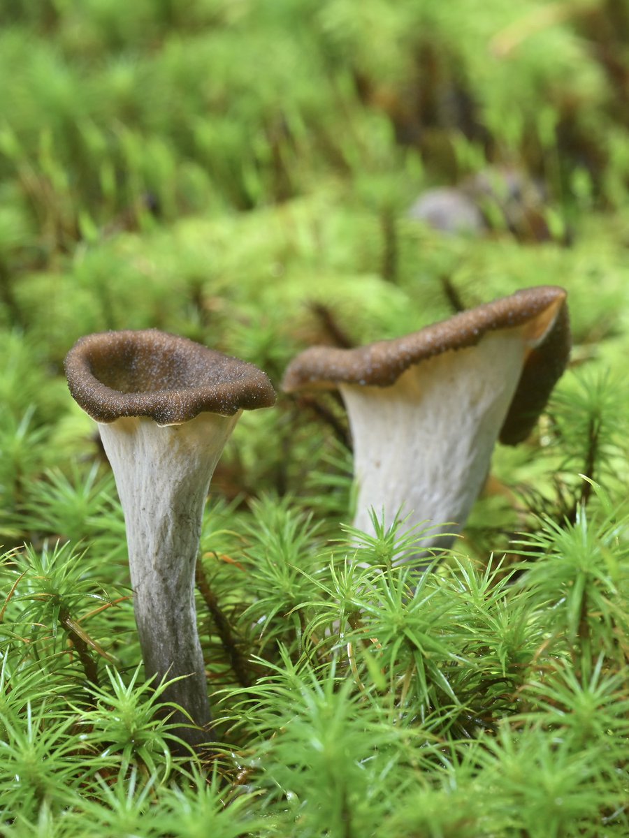 キノコ OAk （テングの鬼） on X