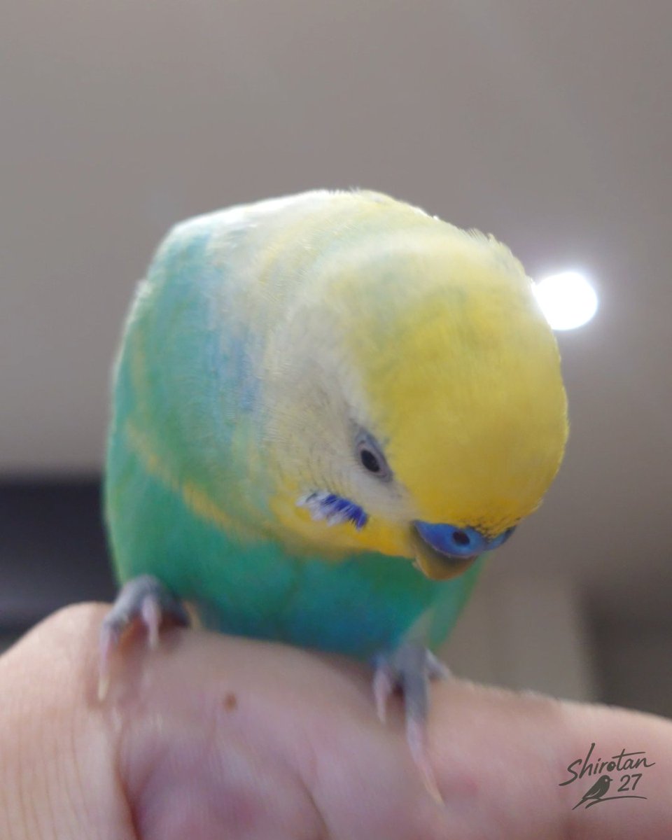 真剣に下を確認しているプリンちゃん💕💕💕