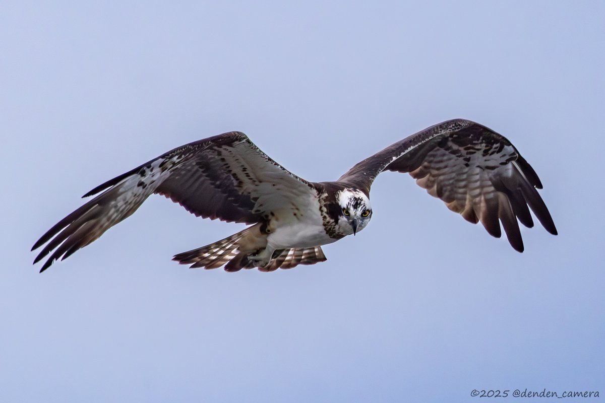 denden_camera's tweet photo. 久し振りの野鳥撮影🐦
酒匂川河口付近での探鳥でした。
ミサゴ・ホオジロは初めて撮影、雉も居たけど直ぐに茂みに隠れて撮れなかった😢 https://t.co/LfvfSoXL23