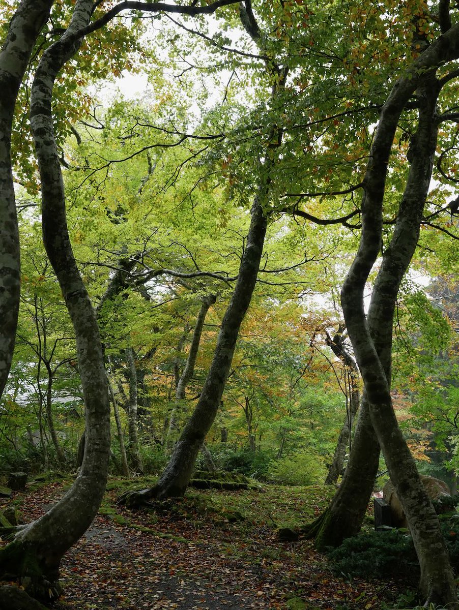 lc575able's tweet image. 昨日は鳥取県大山の紅葉を観てきました。

大山寺の紅葉がちょうど見頃です。

桝水高原です。アマチュア無線（430MHz）で米子と境港の局と交信。

大山ハム工場で大山を眺めながらホットドッグをいただきました。植田正治写真美術館の隣です。
#大山