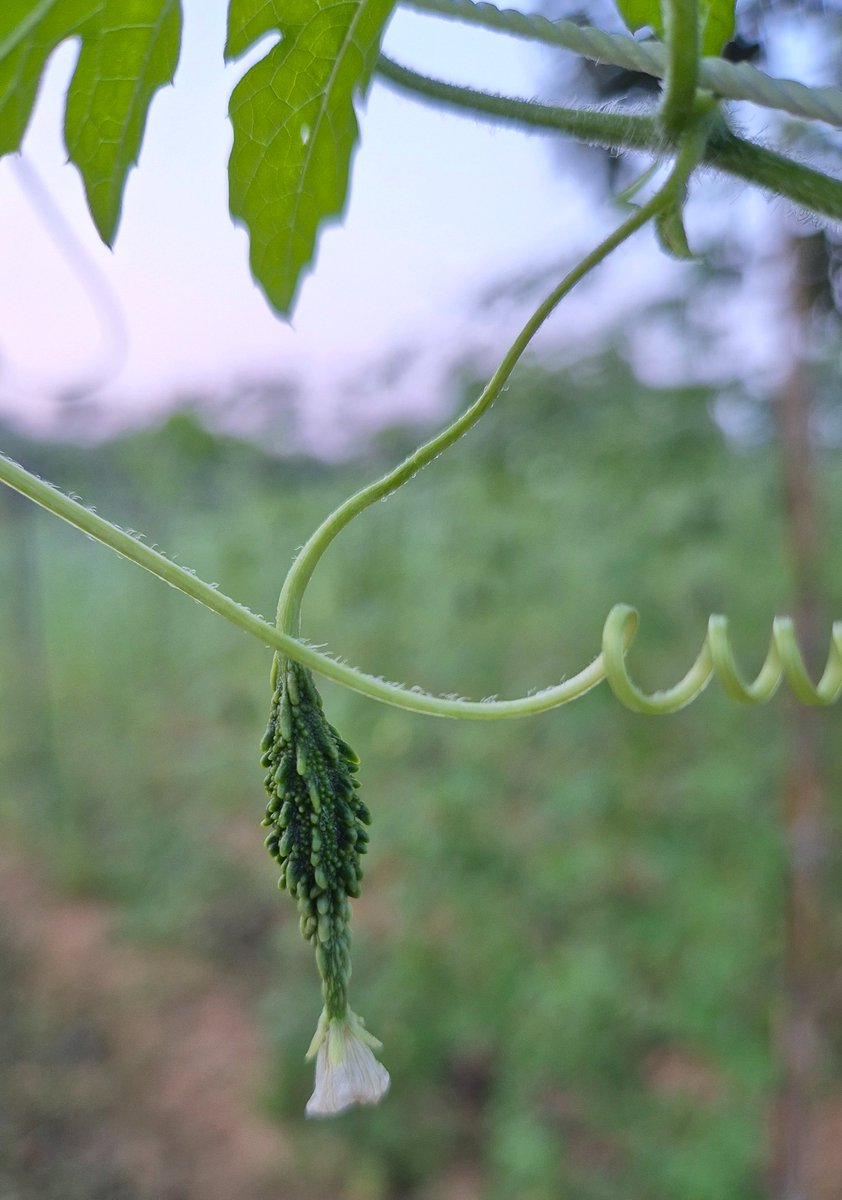ଛୋଟ ପୃଥିବୀ... 🤩
