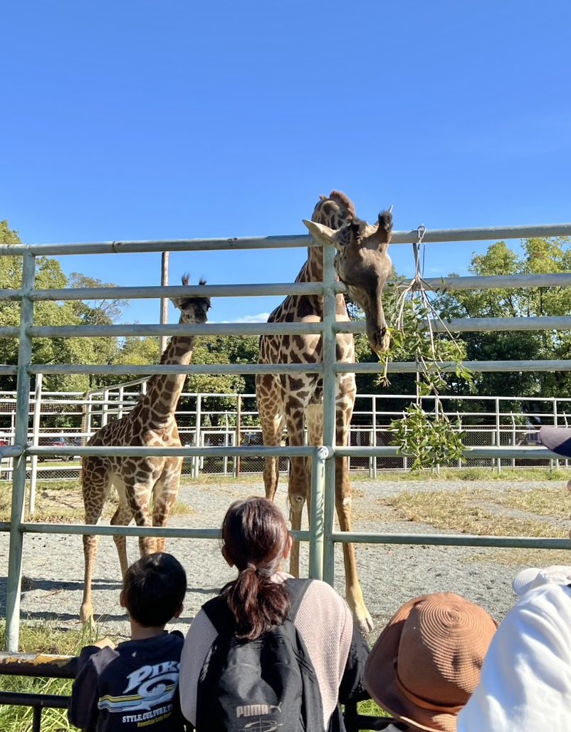 11月4日(火)は、休園日です。 #熊本市動植物園 #アフリカゾウ #マサイ