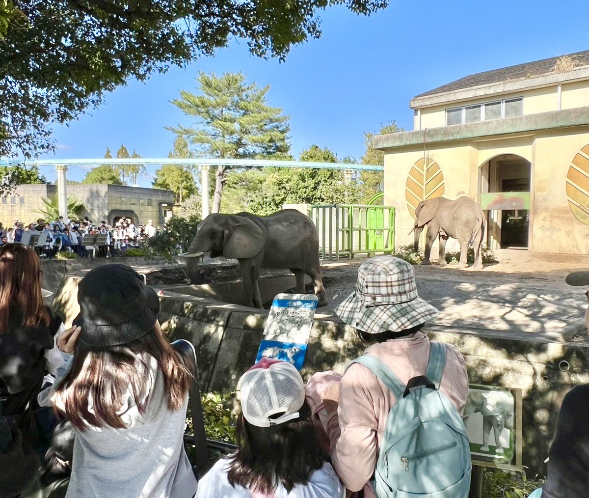 11月4日(火)は、休園日です。 #熊本市動植物園 #アフリカゾウ #マサイ