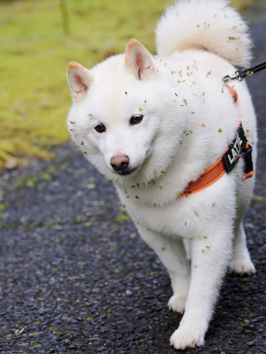 たくさんつけてカラフルになったラッちゃん😱