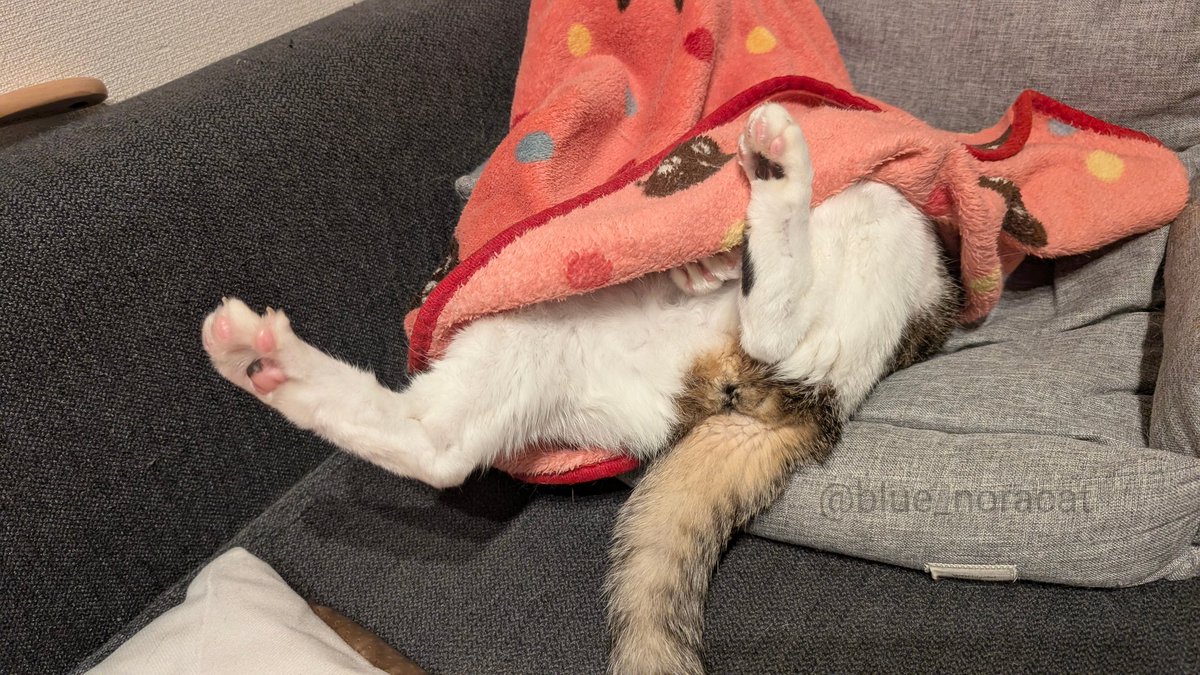 ネ  コ  と  和  解  せ  よ