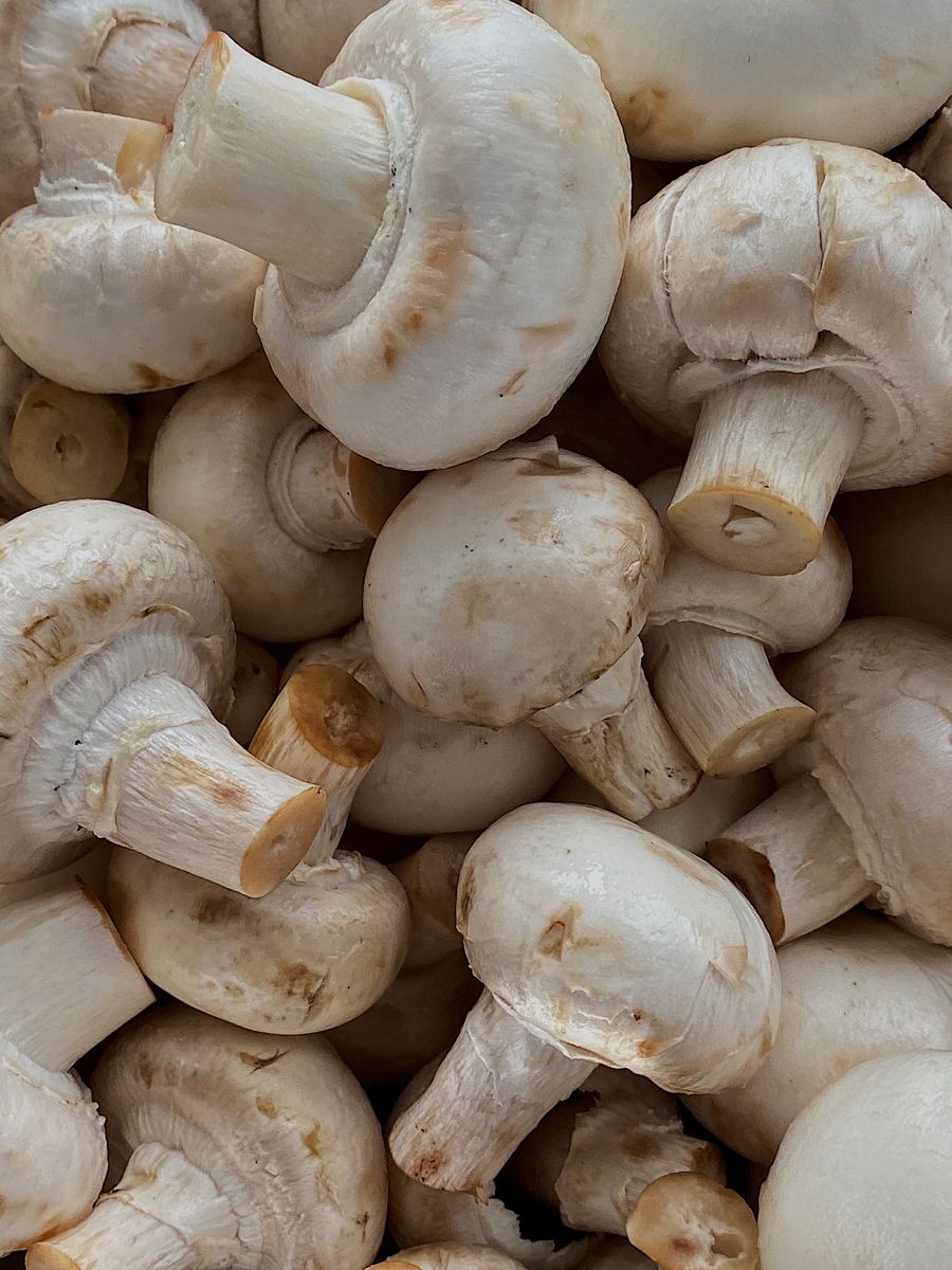 _aestheticprimal_ tweet media