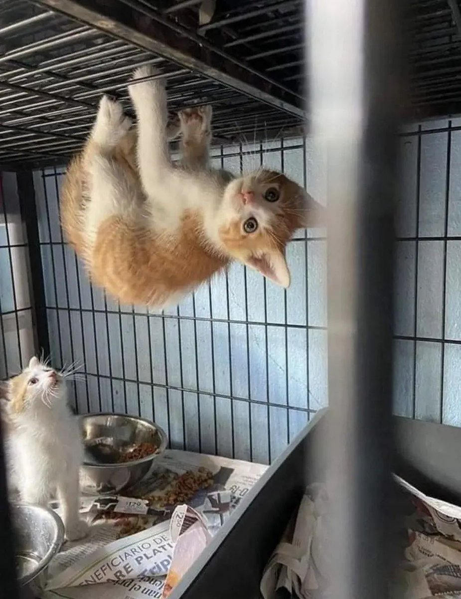 ShouldHaveCat's tweet image. Orange cat activities