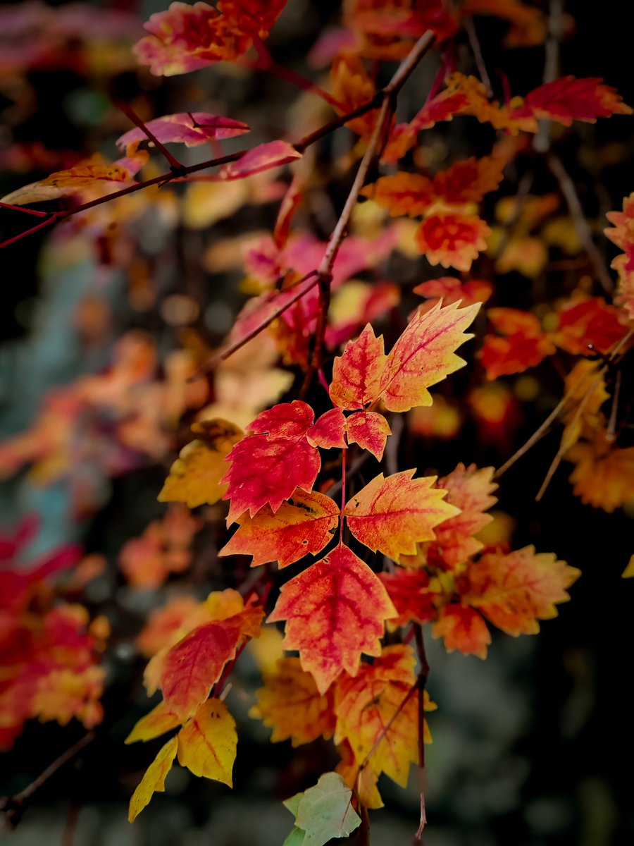 sonbahar kırmızısı 🍁