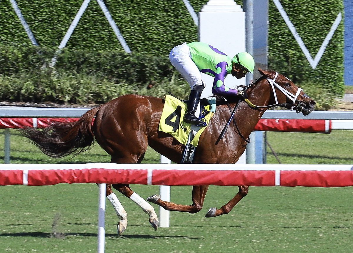 Saffie Joseph Jr. tweet media