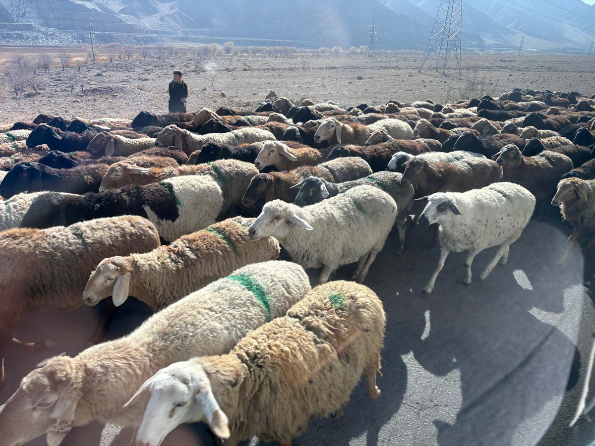 歩行者や車よりも羊優先

#キルギス
#ナリン