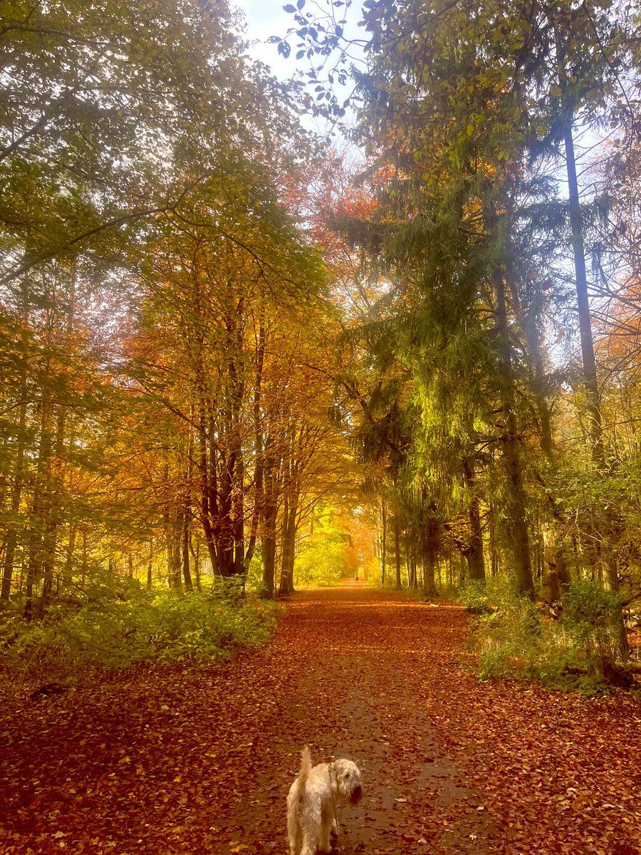 manlinger's tweet image. 