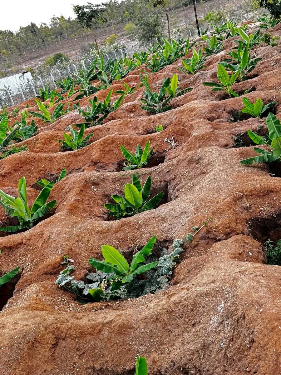 Bananas grown the climate-smart way! 🍌💧
Each plant sits in a water-harvesting pit that:
🌿 Conserves moisture
🌾 Stops erosion
🍃 Builds soil fertility

Simple design. Massive impact. 🌍
#RegenerativeAgriculture #BananaFarming #SoilHealth