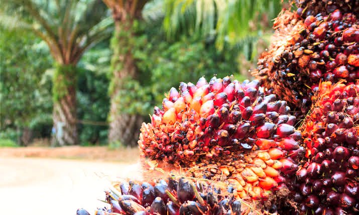#WorkWithMAAIF: Would you like to contribute to the development of the oil palm value chain in Uganda? 

Explore opportunities in monitoring, procurement, accounting, extension and more on the National Oil Palm Project (<a href="/NOPP_UG/">National Oil Palm Project</a>) via the following link:

🔗agriculture.go.ug/job/job-advert…