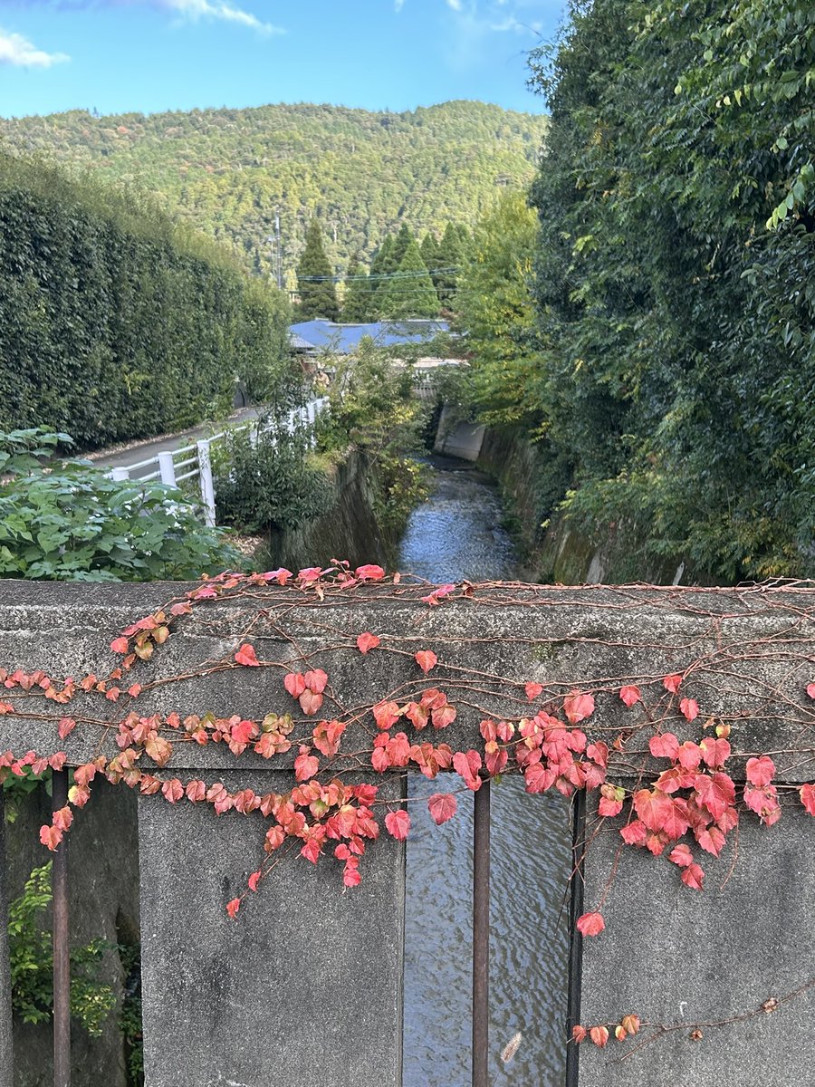 atelierLIB's tweet image. エモい、という言葉に浸る…
レッサーパンダくん、モフモフシッポ🧡