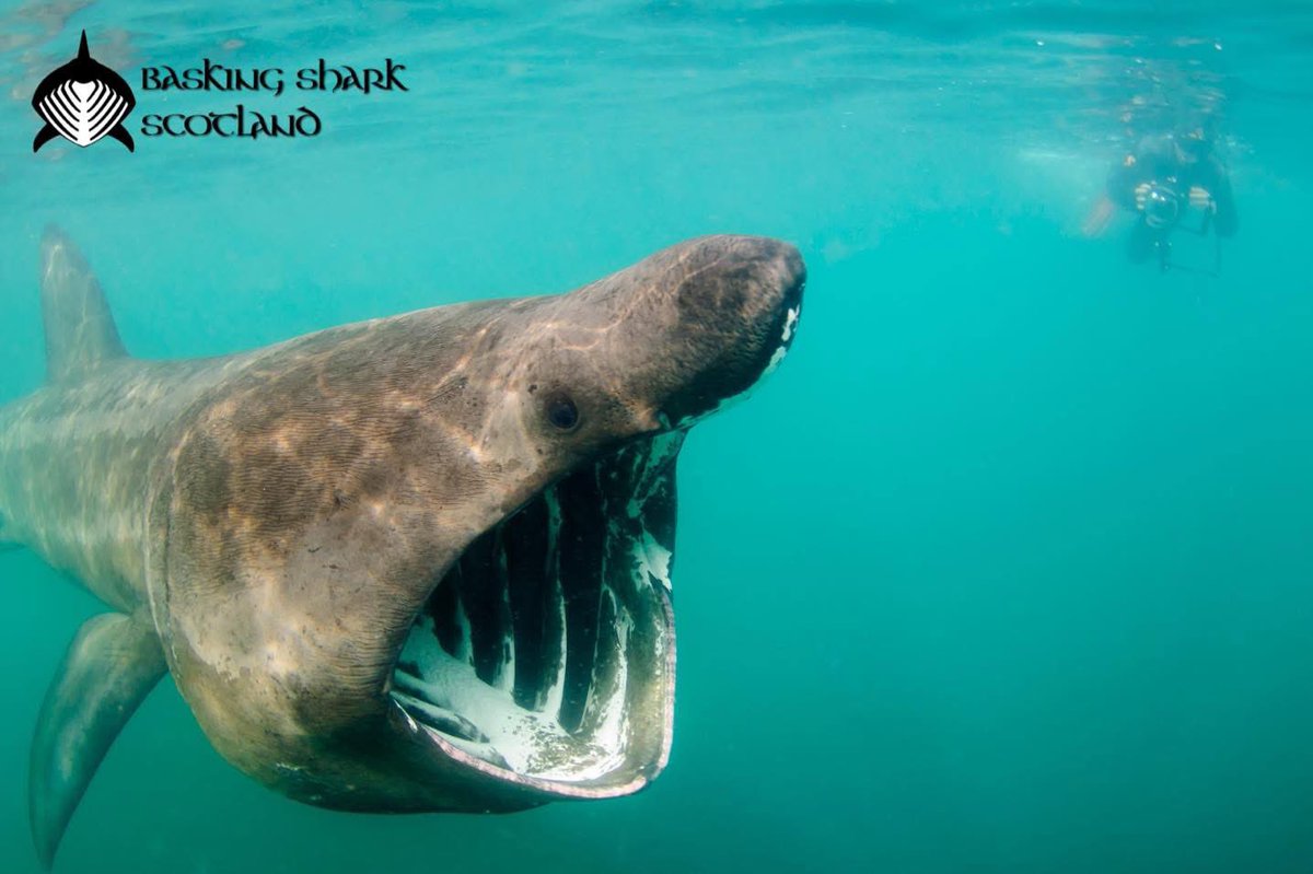 BaskingSharkSco's tweet photo. It’s #worldbaskingshark day today! Join us to celebrate the big fish! 

#baskingshark #baskingsharks https://t.co/YCgnDpVHph