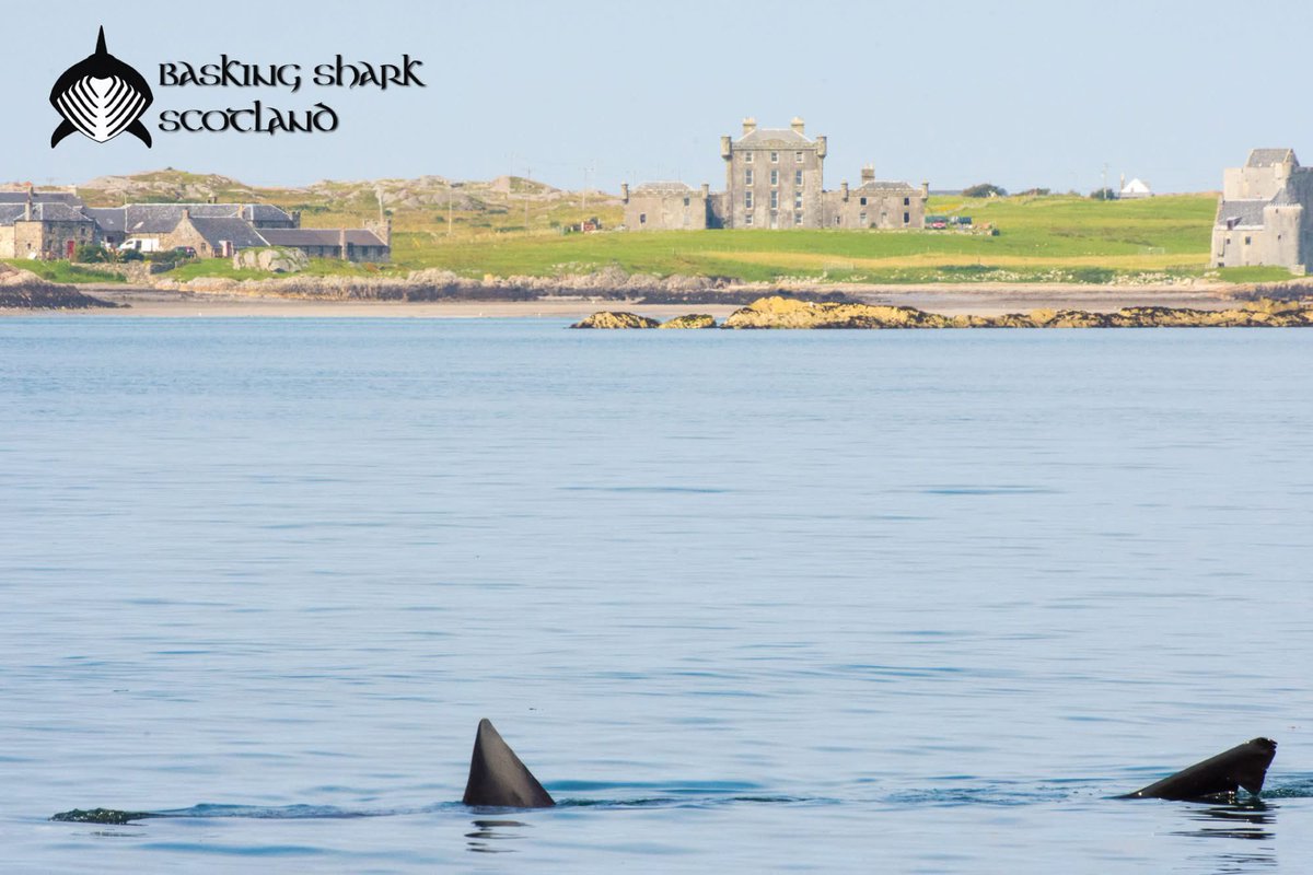 BaskingSharkSco's tweet photo. It’s #worldbaskingshark day today! Join us to celebrate the big fish! 

#baskingshark #baskingsharks https://t.co/YCgnDpVHph