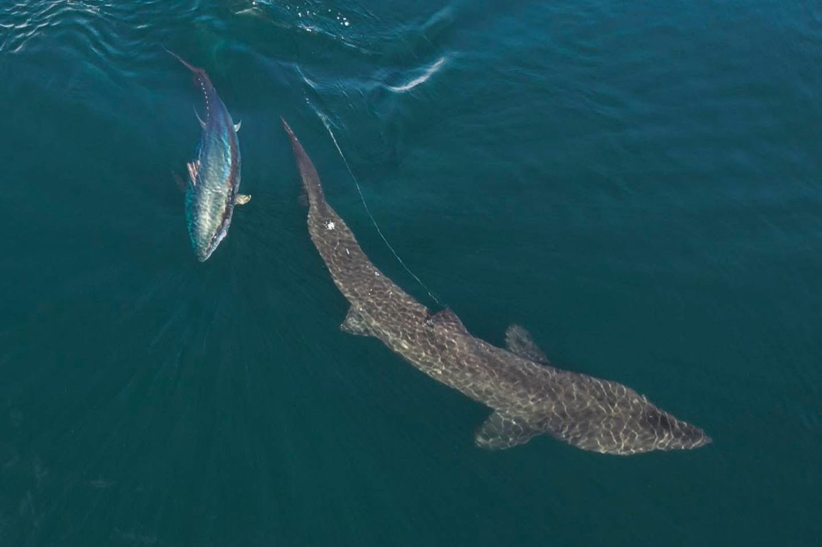 BaskingSharkSco's tweet photo. It’s #worldbaskingshark day today! Join us to celebrate the big fish! 

#baskingshark #baskingsharks https://t.co/YCgnDpVHph