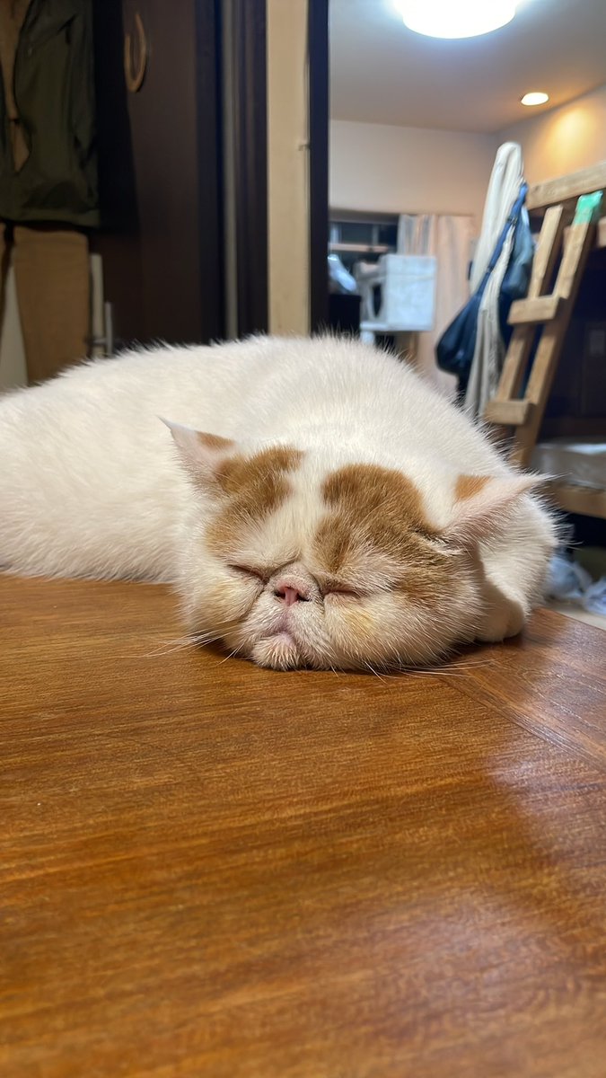 こんぶちゃんです。今日は、顔を念入りにふかれ、しぶくなったよ。おやすみなさい💤