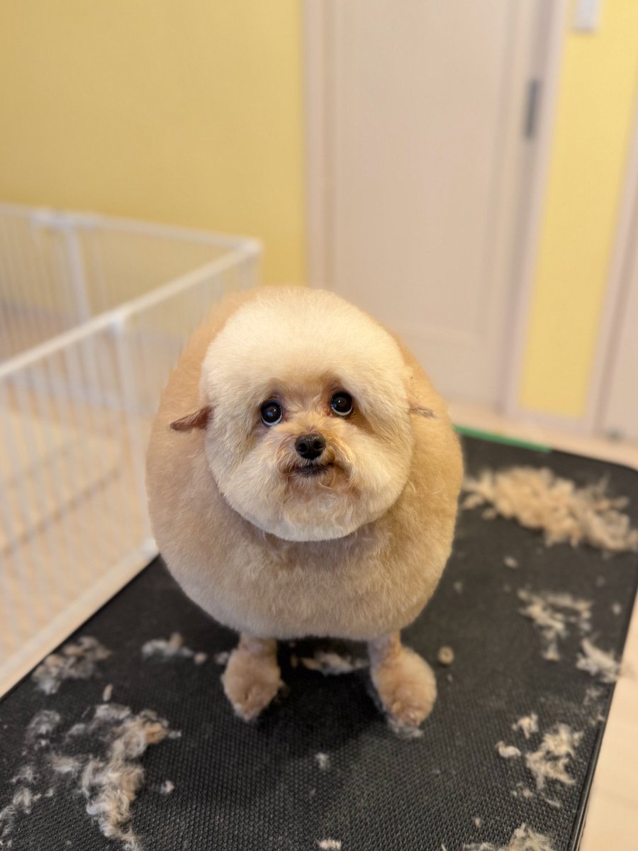 __mohu_c's tweet image. じぇ〜んじぇんわかりましぇ〜ん