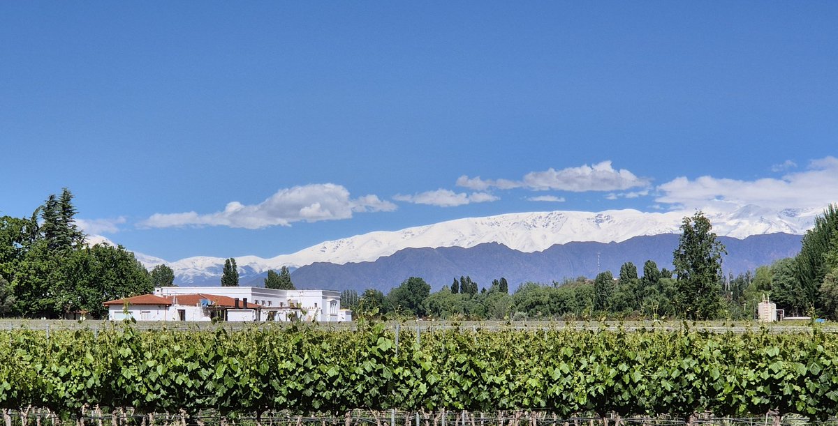 Fruitos Daniel Horacio tweet media