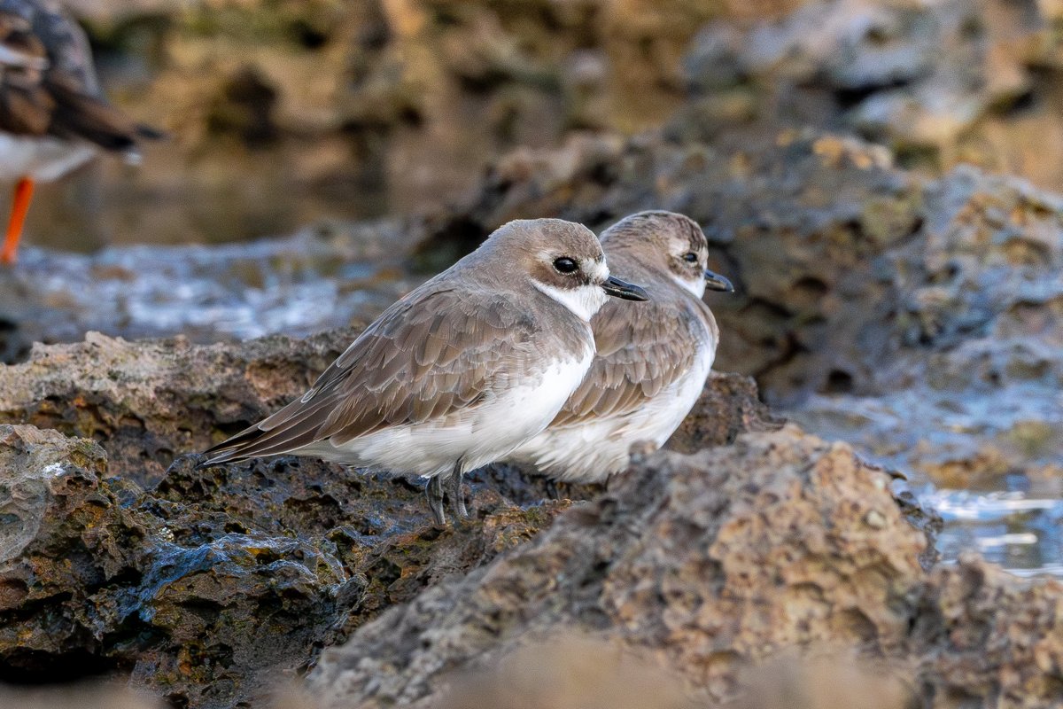 ぴよぐち🔰沖縄の野鳥 on X