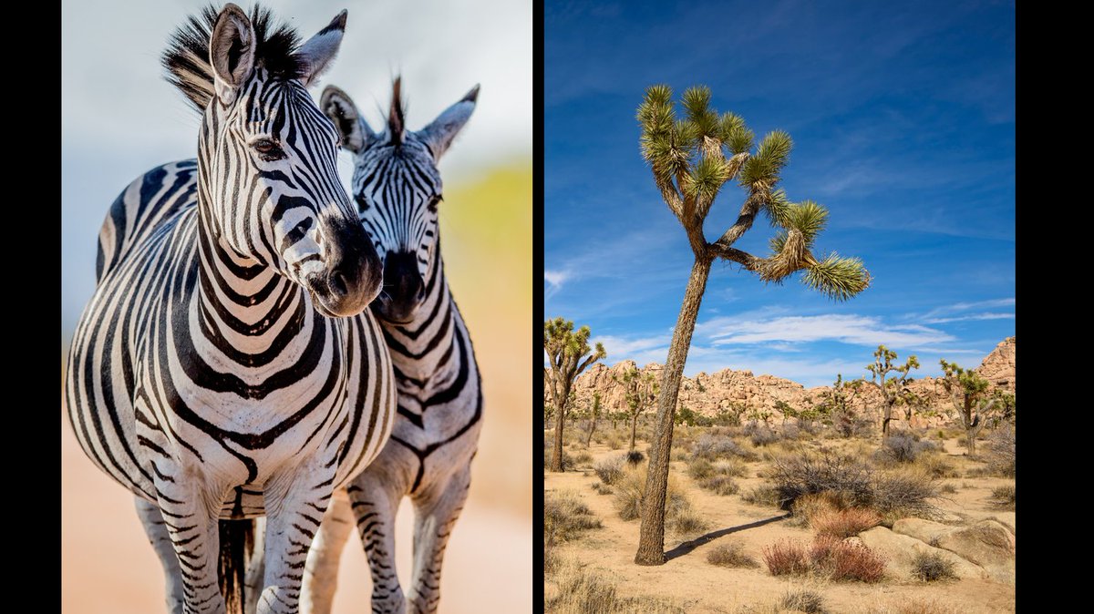 Adventure calls! 📞 Save The Snakes Ecotours 2026 are open!

Choose your journey: 🏜️ CA Deserts (May) 🦒 South Africa Safari (Nov/Dec)

Every trip funds vital conservation. See the world, save wildlife. 🐍

Learn more: 
savethesnakes.org/travel
 #Ecotourism #WildlifeConservation